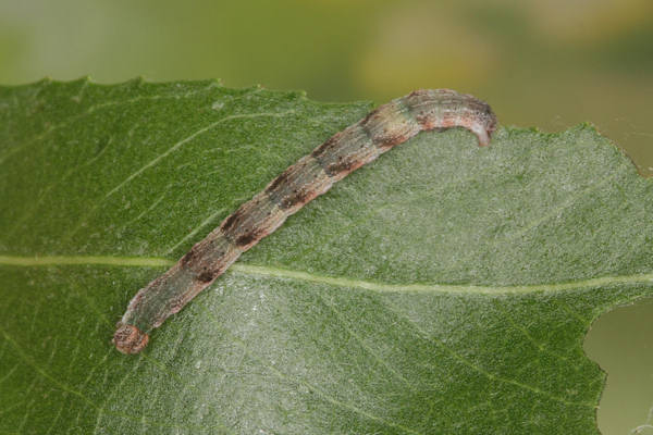 Cyclophora pendularia: Bild 53