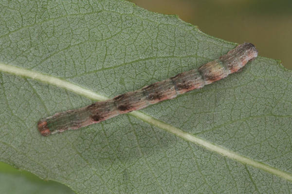 Cyclophora pendularia: Bild 54