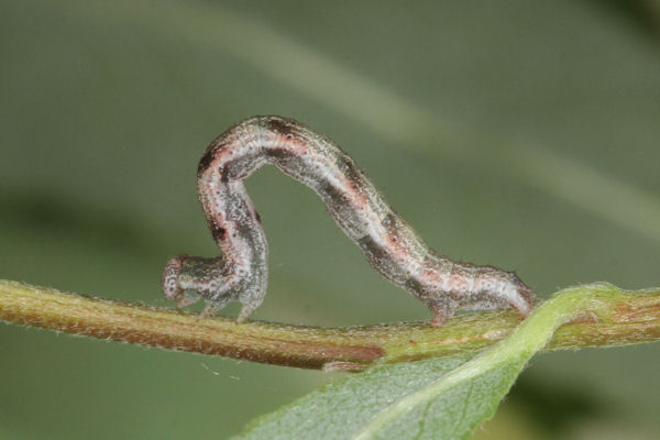 Cyclophora pendularia: Bild 55