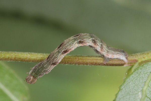 Cyclophora pendularia: Bild 56