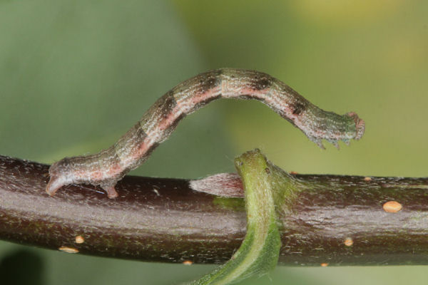 Cyclophora pendularia: Bild 58