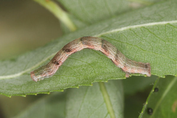 Cyclophora pendularia: Bild 59