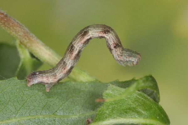 Cyclophora pendularia: Bild 61