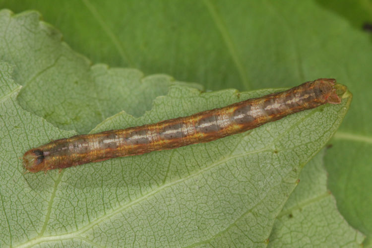 Stegania trimaculata: Bild 34