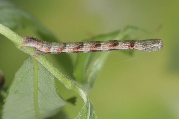 Cyclophora pendularia: Bild 63