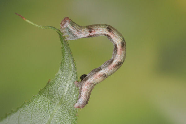 Cyclophora pendularia: Bild 64