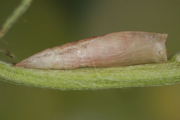 Cyclophora pendularia: Bild 69