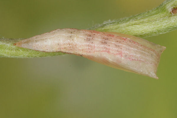 Cyclophora pendularia: Bild 70