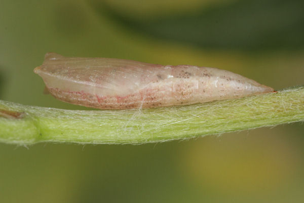 Cyclophora pendularia: Bild 71