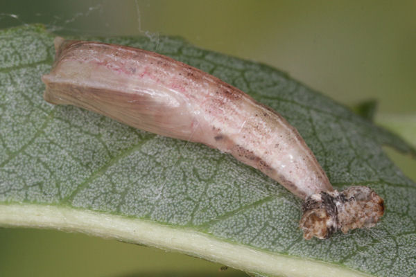 Cyclophora pendularia: Bild 72