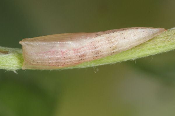 Cyclophora pendularia: Bild 73