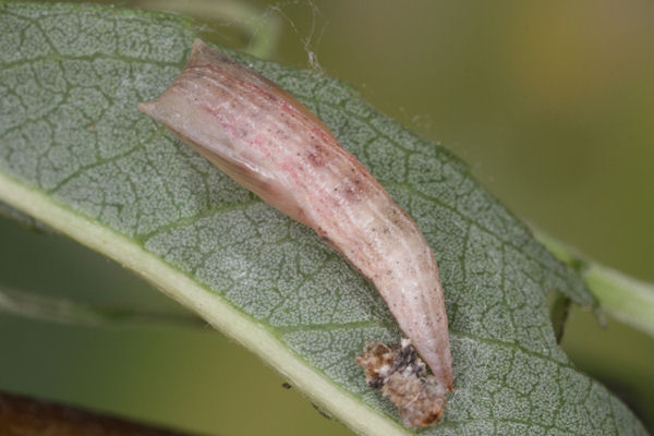 Cyclophora pendularia: Bild 75