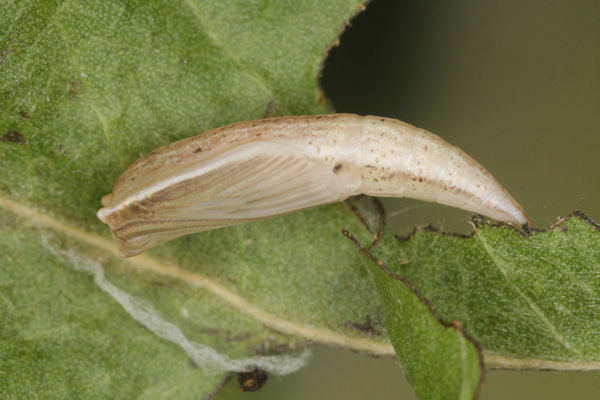 Cyclophora pendularia: Bild 76