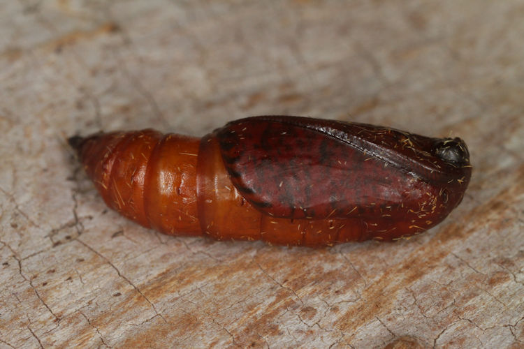 Angerona prunaria: Bild 24