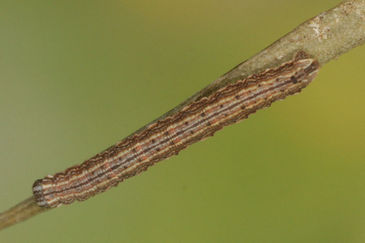 Aspitates acuminaria: Bild 20