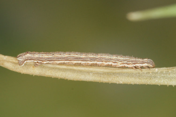 Aspitates acuminaria: Bild 21