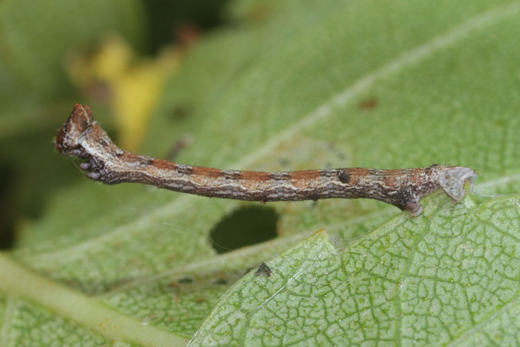 Biston betularia alexandrina: Bild 21