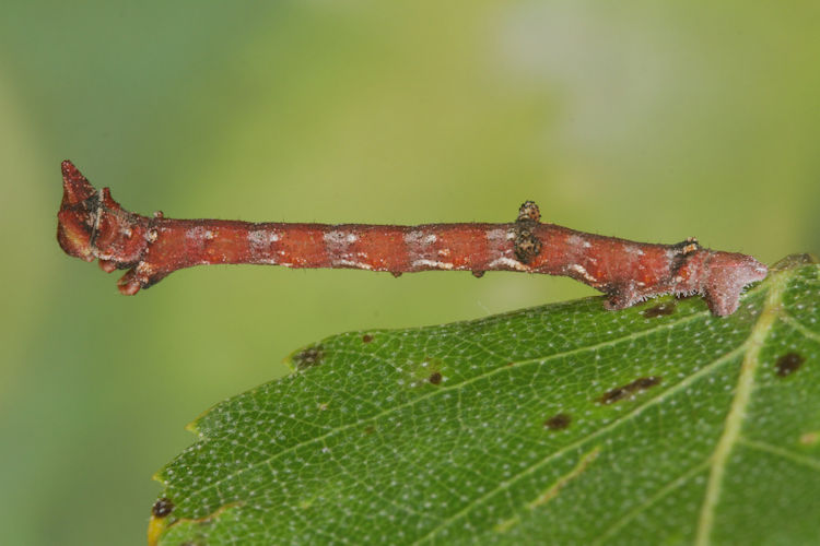 Biston betularia alexandrina: Bild 31