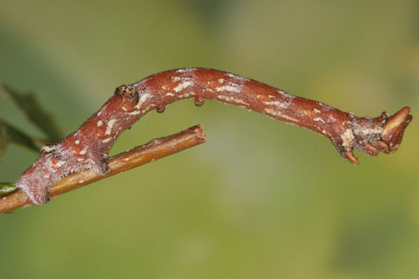 Biston betularia alexandrina: Bild 33