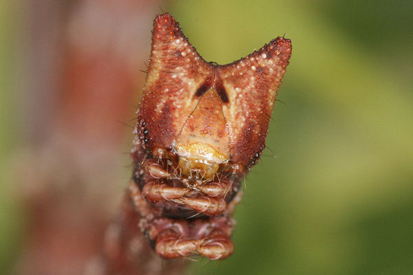Biston betularia alexandrina: Bild 37