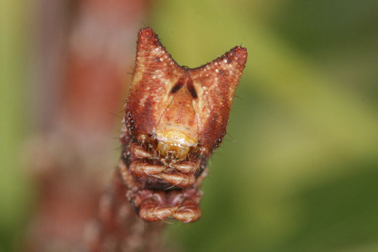 Biston betularia alexandrina: Bild 37