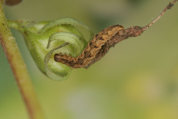 Eupithecia denotata: Bild 6