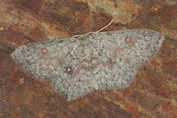 Cyclophora pendularia: Bild 15