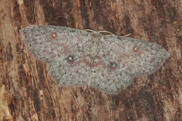 Cyclophora pendularia: Bild 16