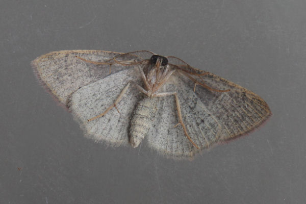 Cyclophora pendularia: Bild 28