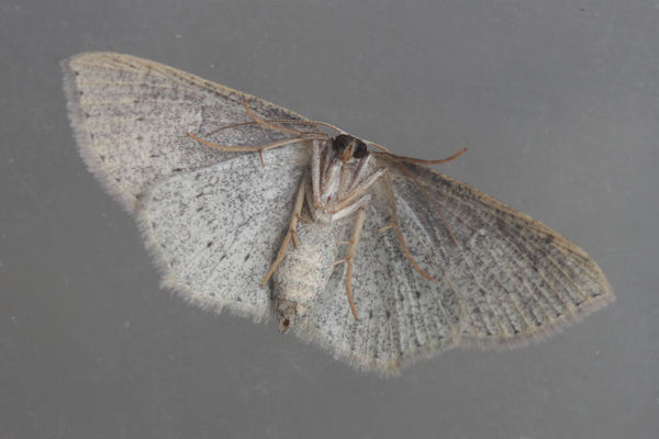 Cyclophora pendularia: Bild 29