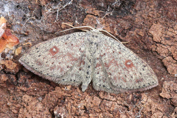 Cyclophora pendularia: Bild 17