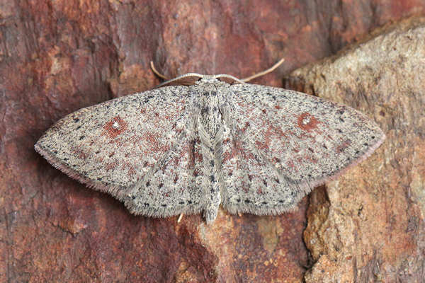 Cyclophora pendularia: Bild 18