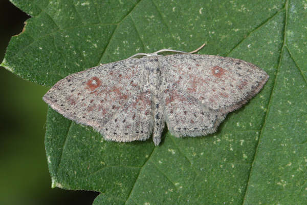 Cyclophora pendularia: Bild 19