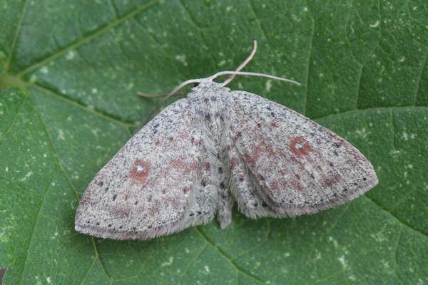 Cyclophora pendularia: Bild 20