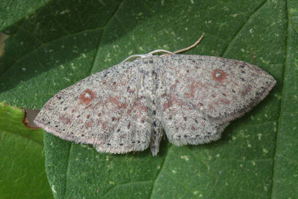 Cyclophora pendularia: Bild 21