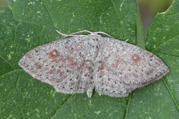 Cyclophora pendularia: Bild 22