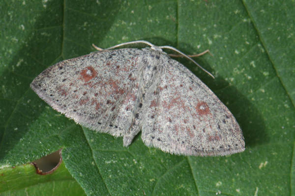 Cyclophora pendularia: Bild 23