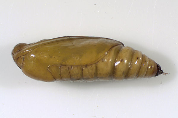 Coenotephria salicata: Bild 32