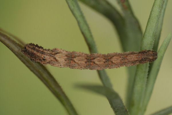 Idaea pallidata: Bild 44