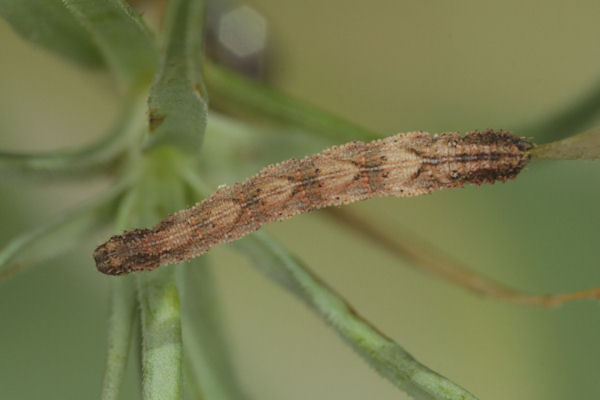 Idaea pallidata: Bild 45