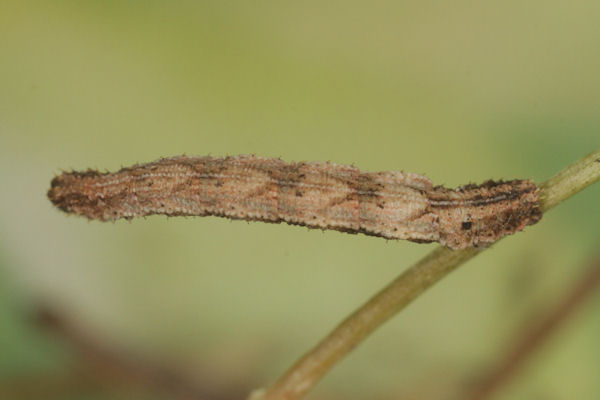 Idaea pallidata: Bild 46