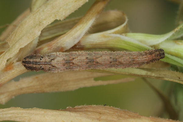 Idaea pallidata: Bild 47