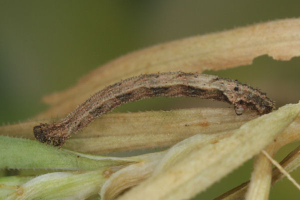 Idaea pallidata: Bild 48