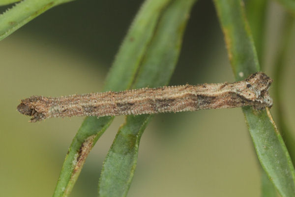 Idaea pallidata: Bild 49