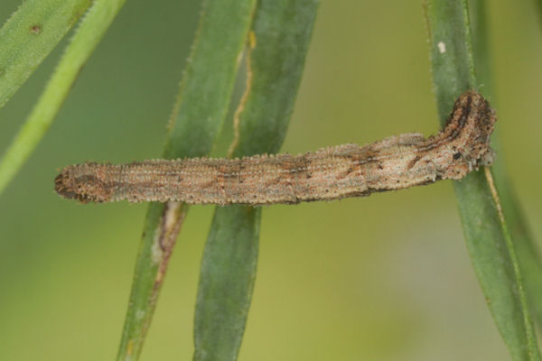 Idaea pallidata: Bild 50