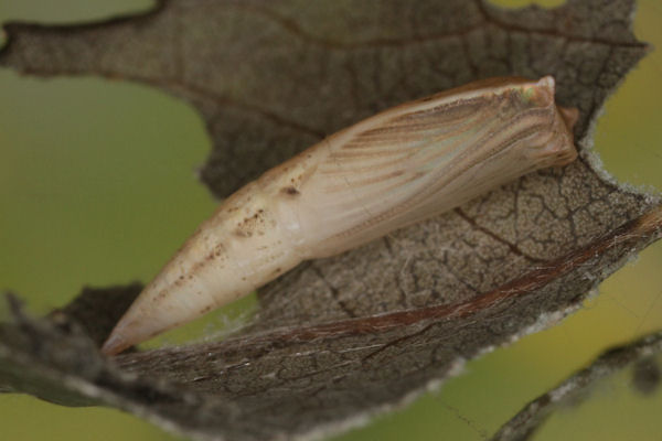 Cyclophora pendularia: Bild 81