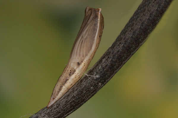 Cyclophora pendularia: Bild 82