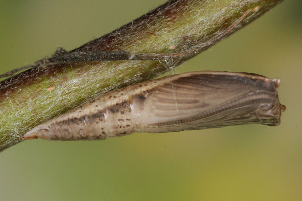 Cyclophora pendularia: Bild 84