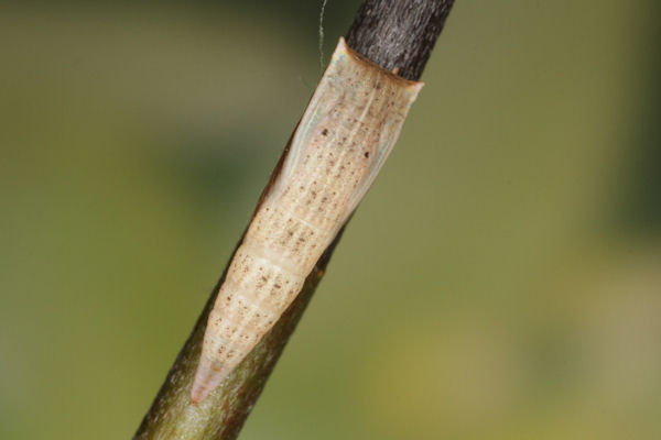 Cyclophora pendularia: Bild 85