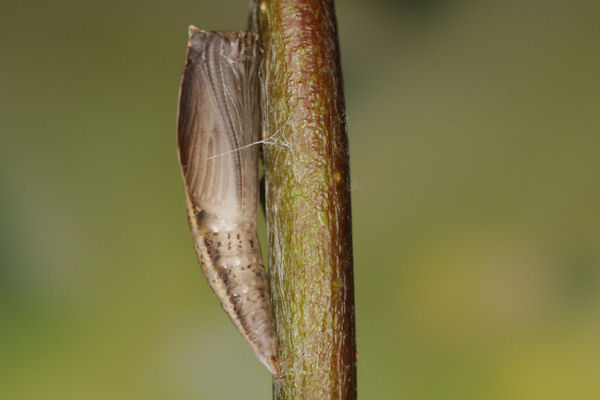 Cyclophora pendularia: Bild 87